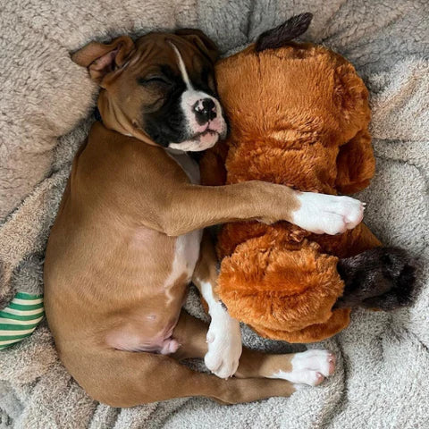 Calming Dog Toy With A Heartbeat